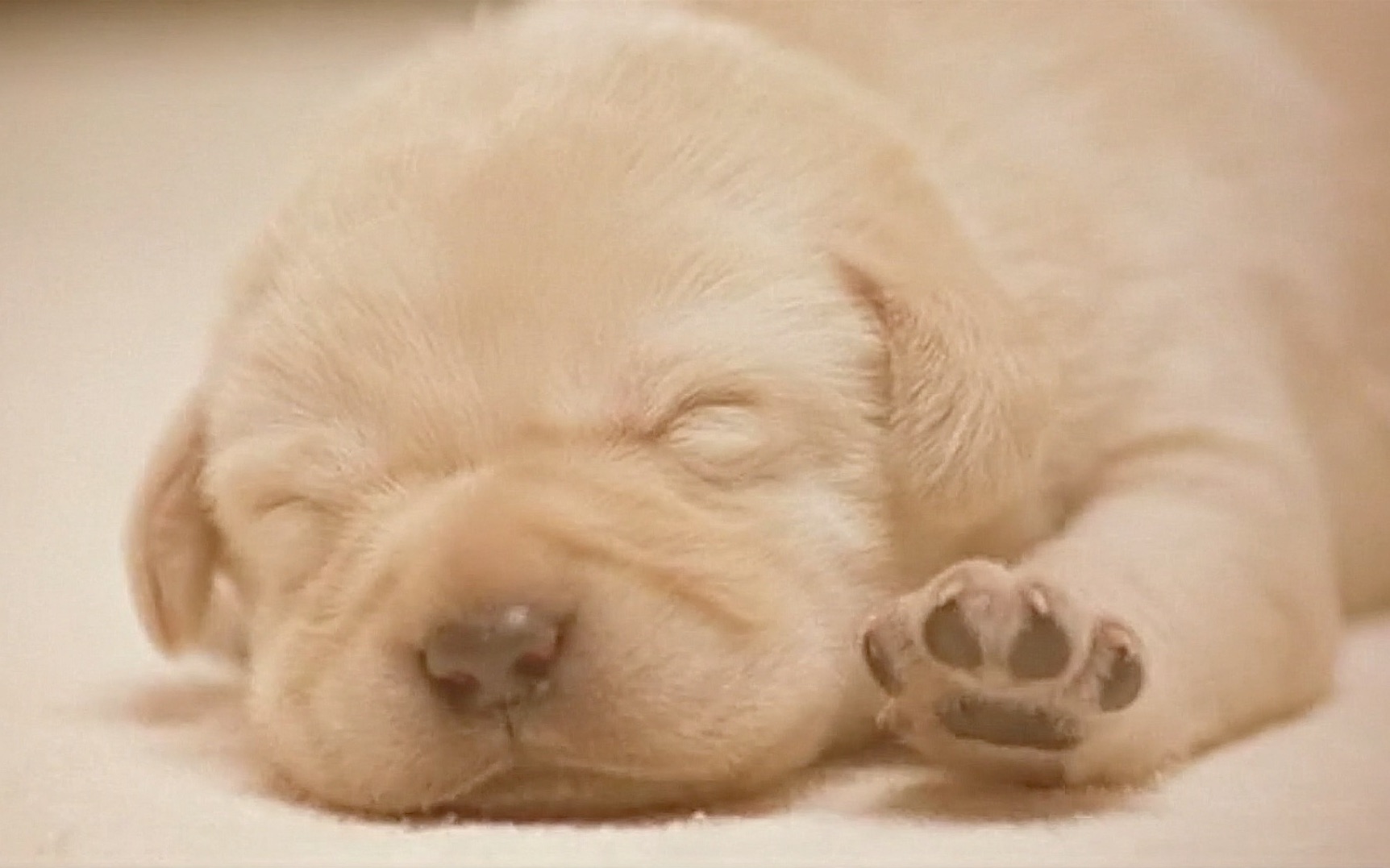 这只小狗狗超级听话，一出生就被选为导盲犬，一生都在帮助残疾人